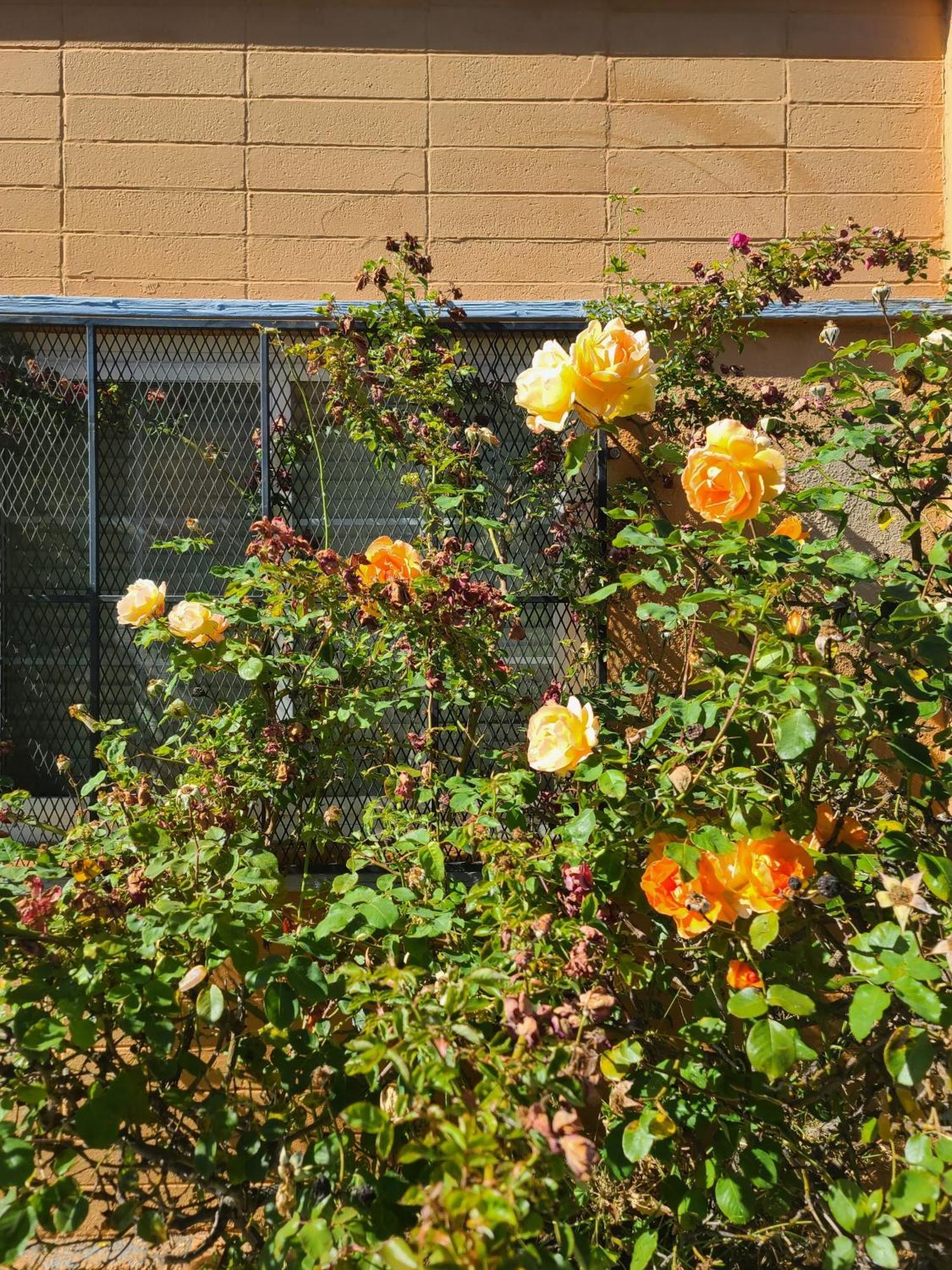 Nights Inn Motel Oakland Exterior foto